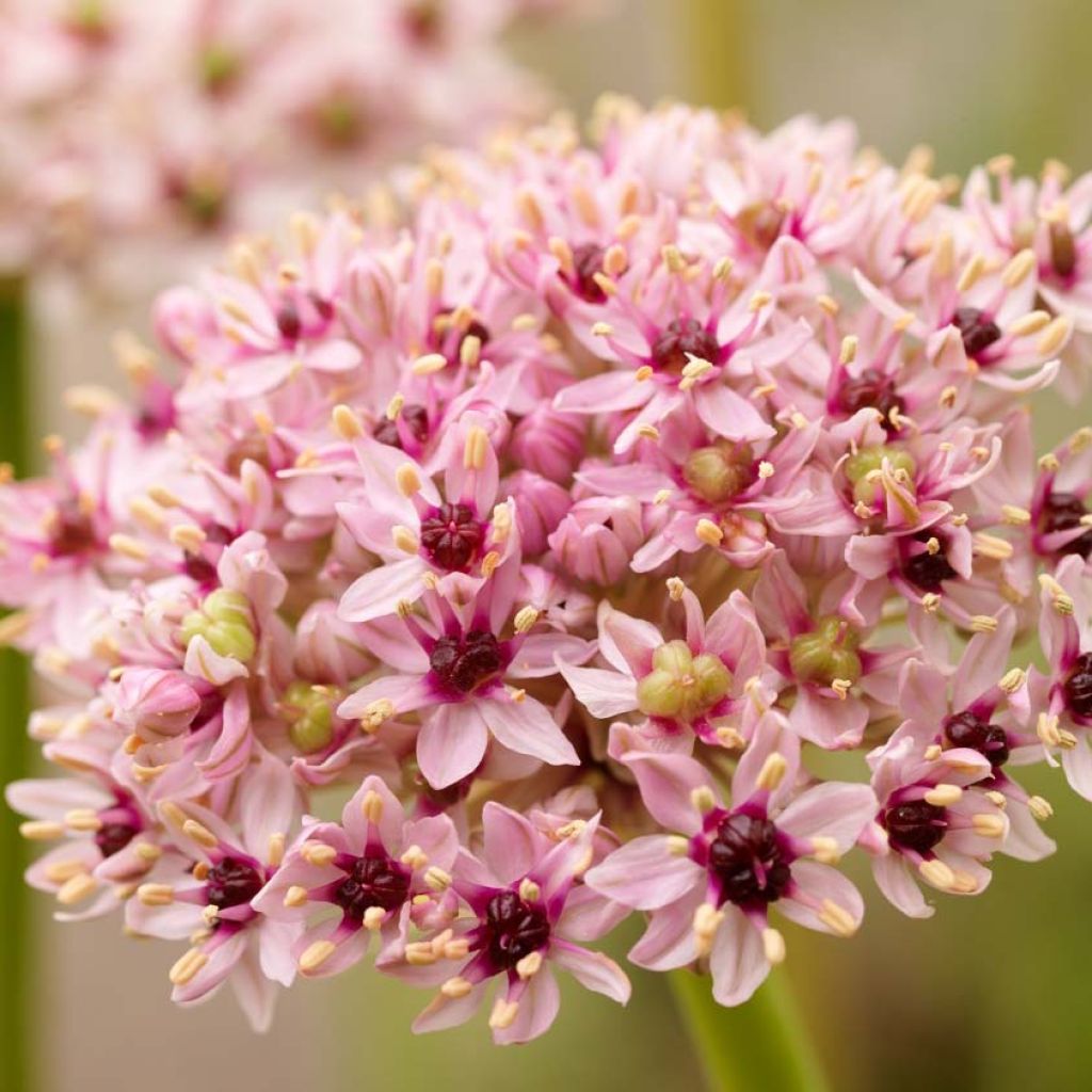 Allium Red Eye - Zierlauch