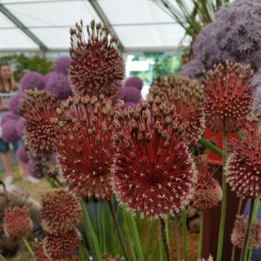 Allium amethystinum Red Mohican - Zierlauch