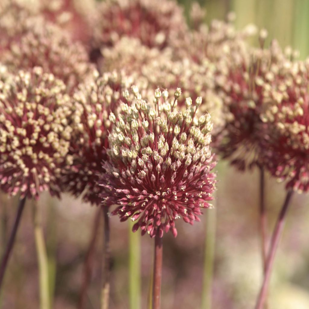 Allium amethystinum Red Mohican - Zierlauch