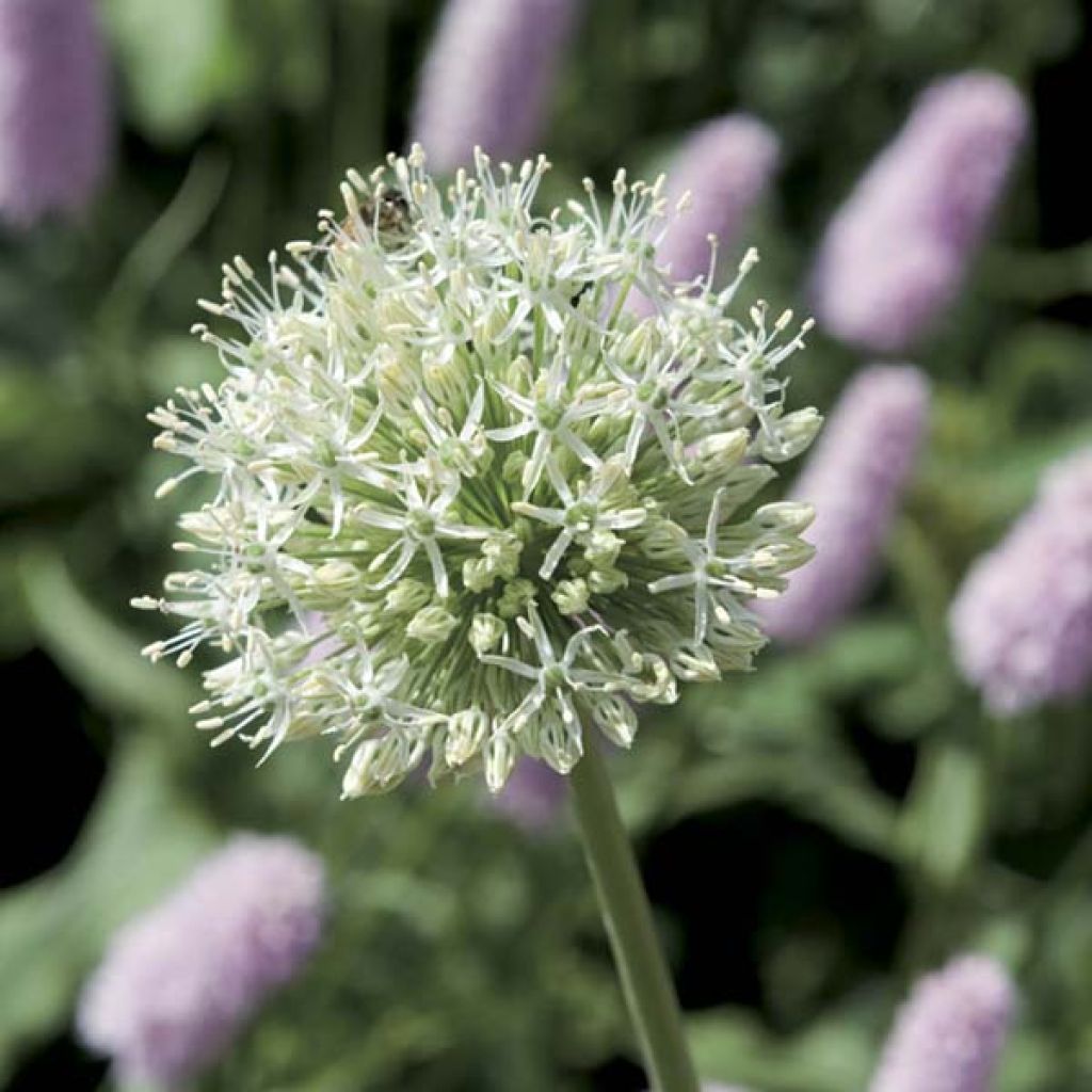 Allium stipitatum Album - Zierlauch