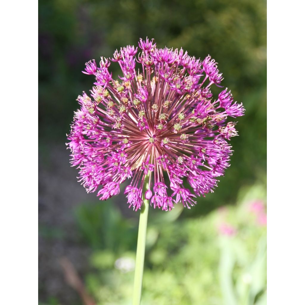 Allium aflatunense Purple Sensation - Zierlauch