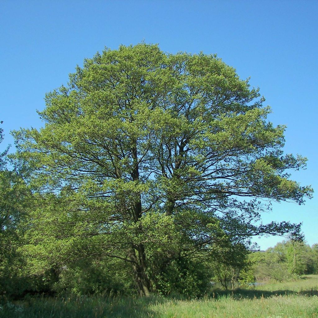 Alnus glutinosa - Schwarz-Erle