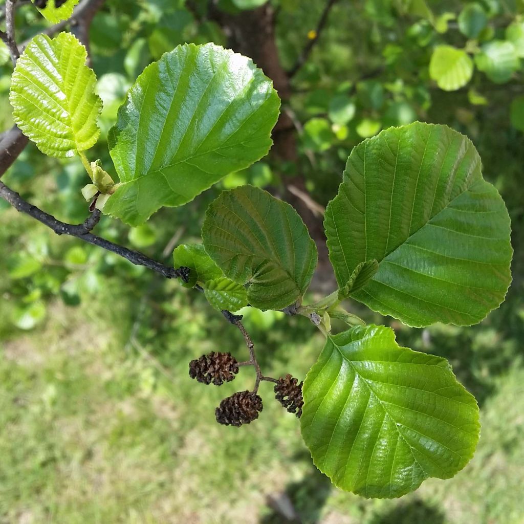 Alnus glutinosa - Schwarz-Erle