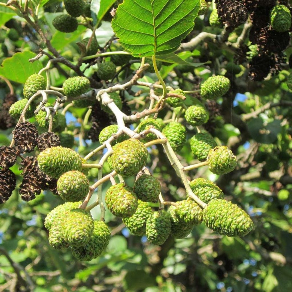 Alnus glutinosa - Schwarz-Erle