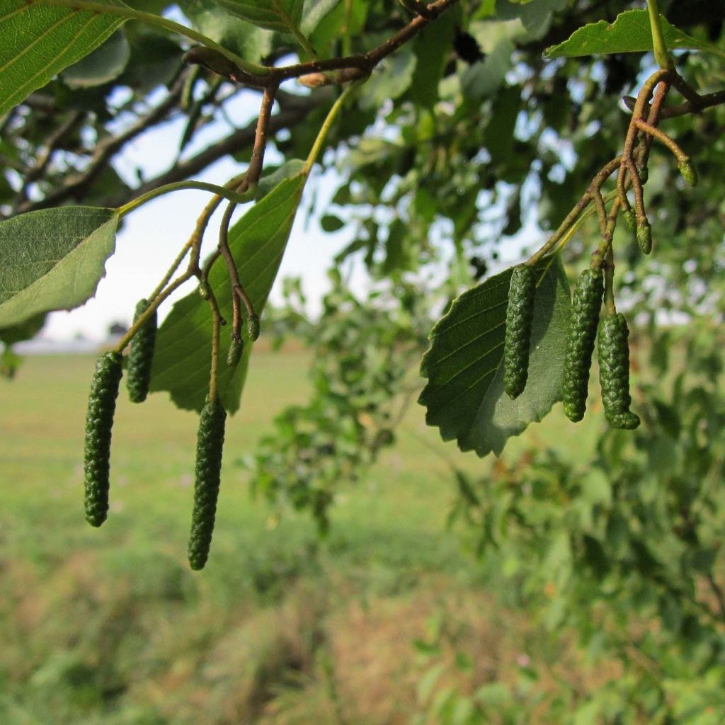 Alnus glutinosa - Schwarz-Erle