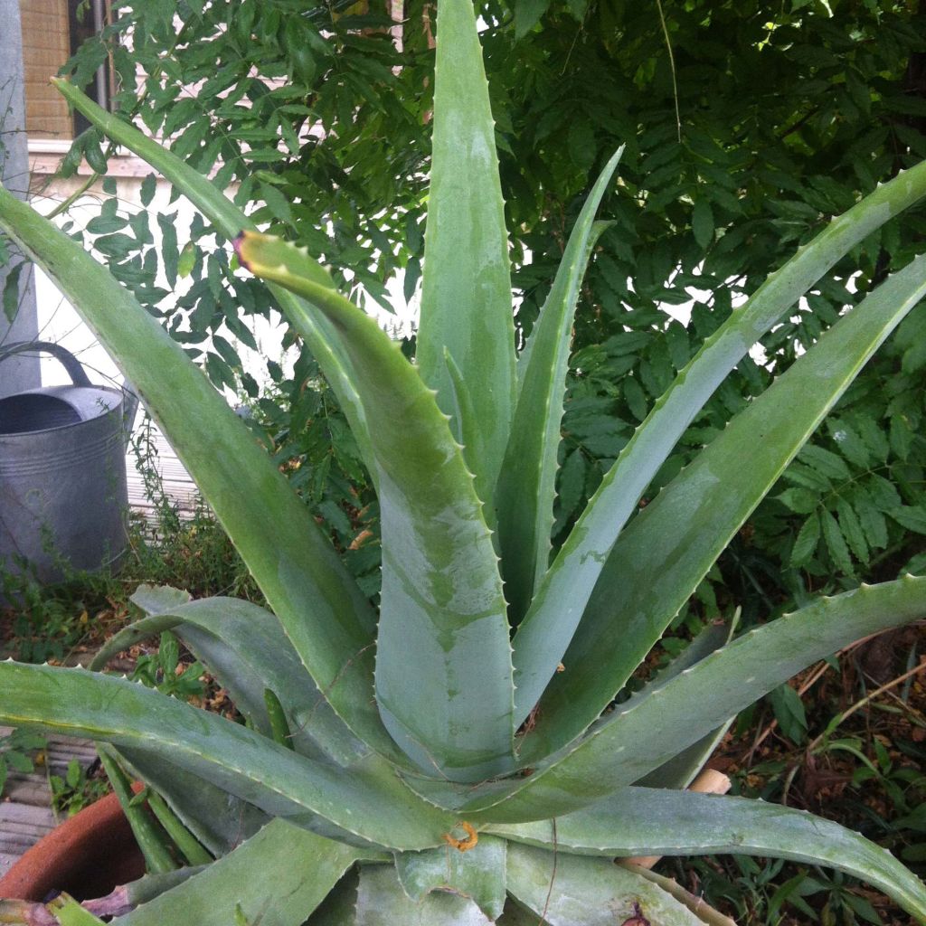 Aloe vera - Echte Aloe