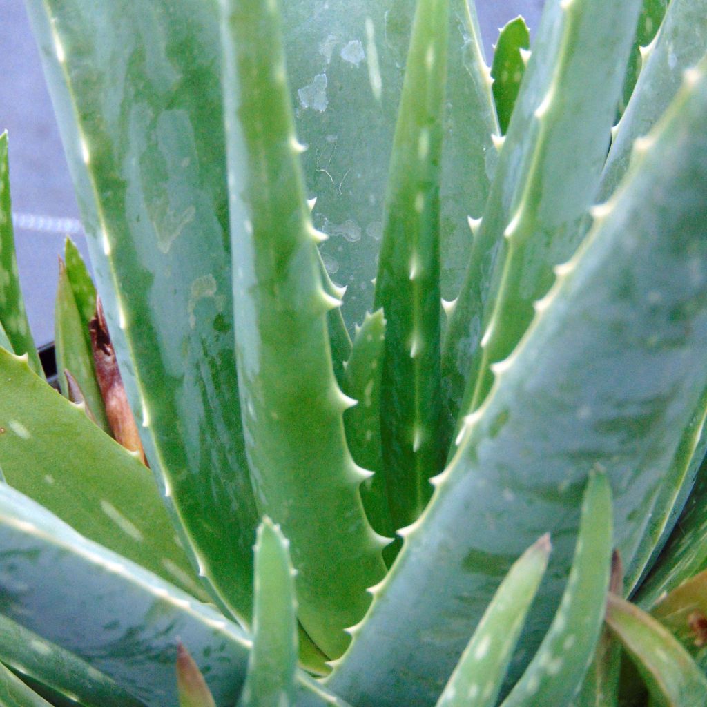 Aloe vera - Echte Aloe