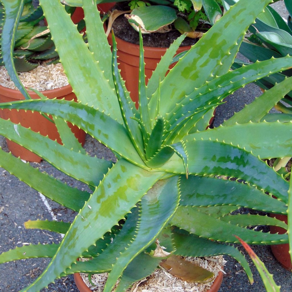 Aloe vera - Echte Aloe