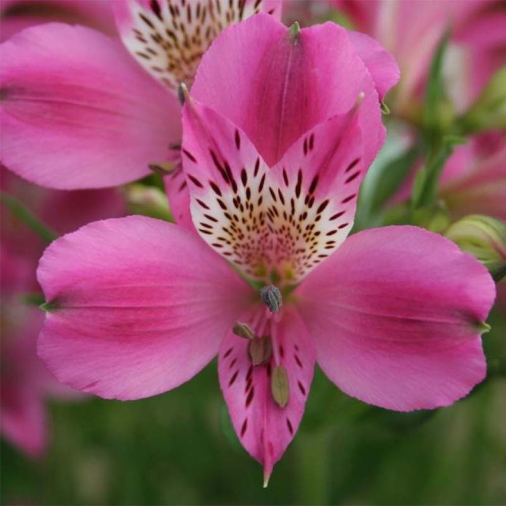 Alstroemeria Duc d'Anjou Edouard - Inkalilie