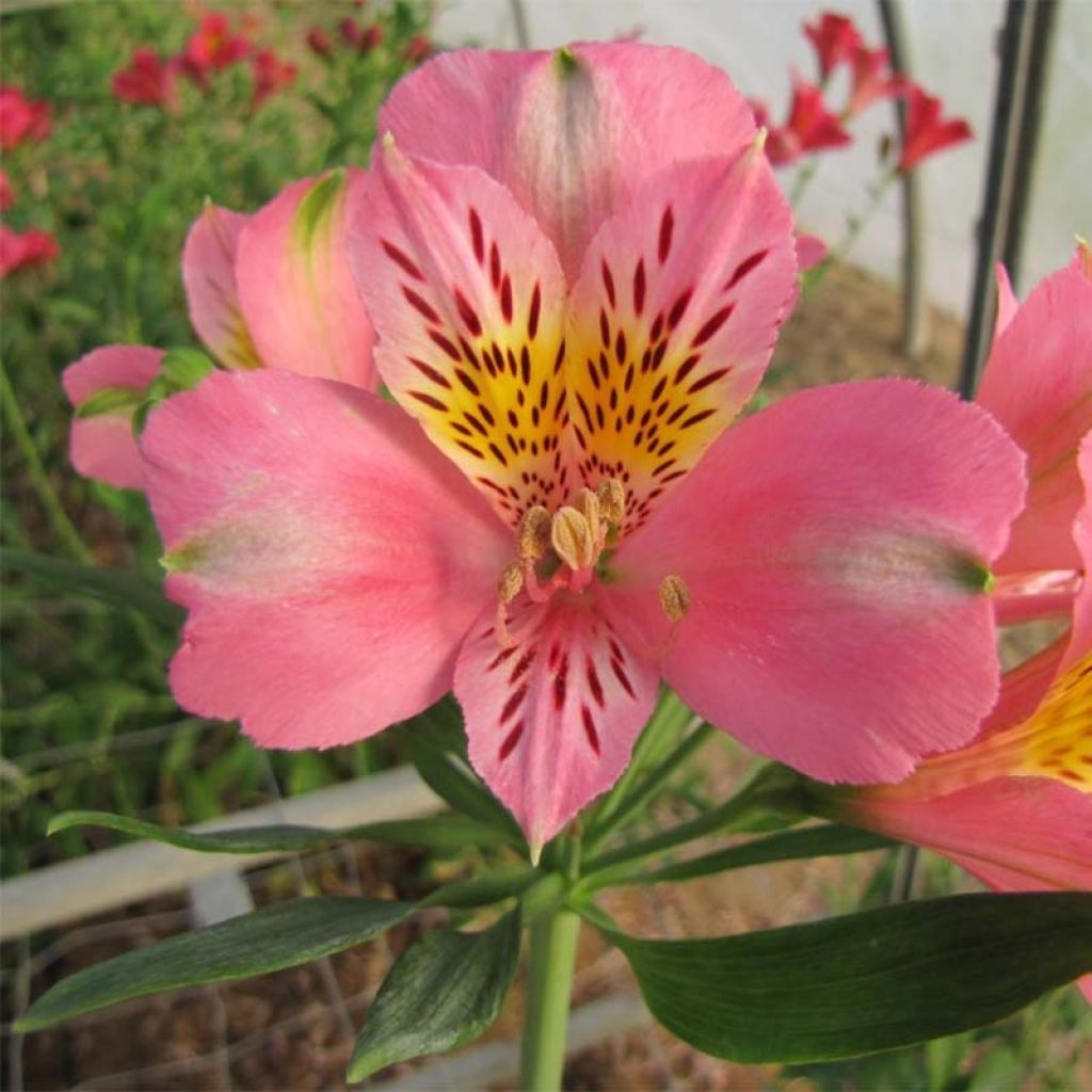 Alstroemeria Duc d'Anjou Pierre - Inkalilie