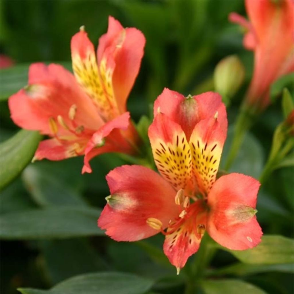 Alstroemeria Duchesses Aliénor - Inkalilie