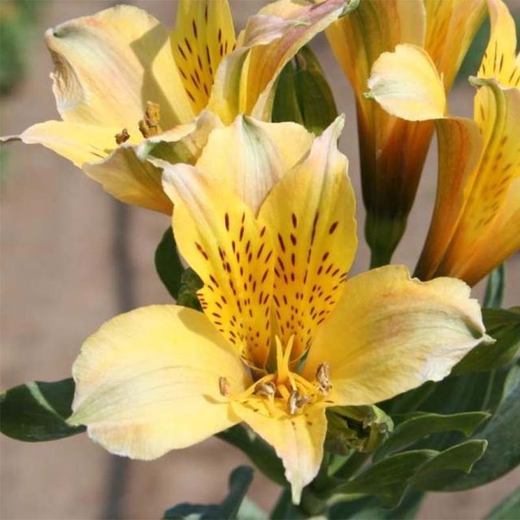 Alstroemeria Duchesse Marie - Inkalilie