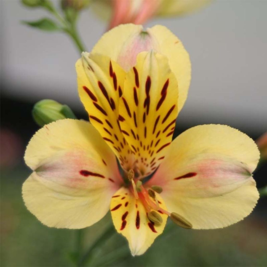 Alstroemeria Majestic Layon - Inkalilie