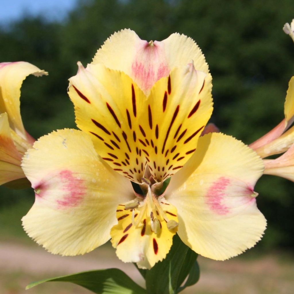 Alstroemeria Majestic Briançon - Inkalilie