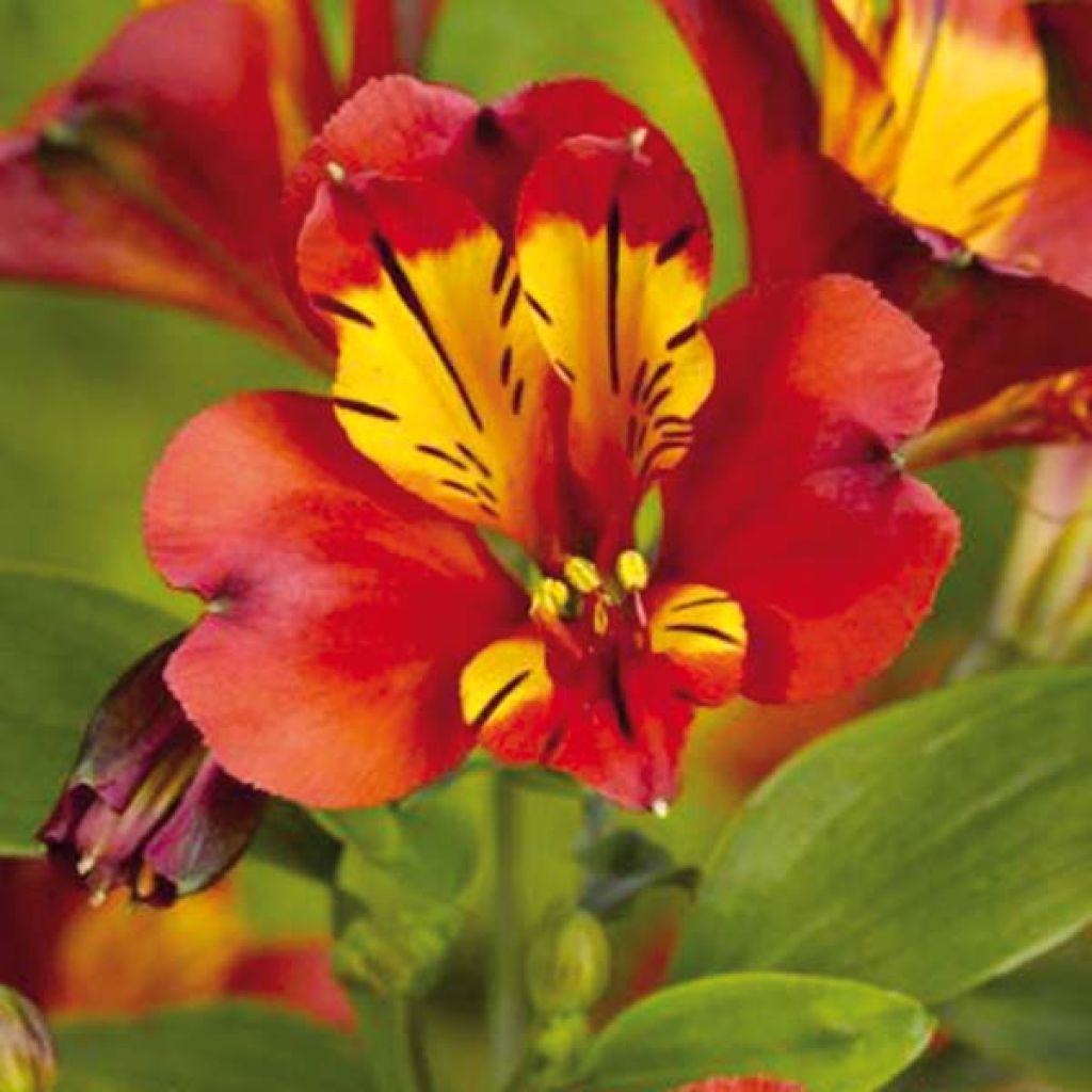 Alstroemeria Inca Classic - Inkalilie