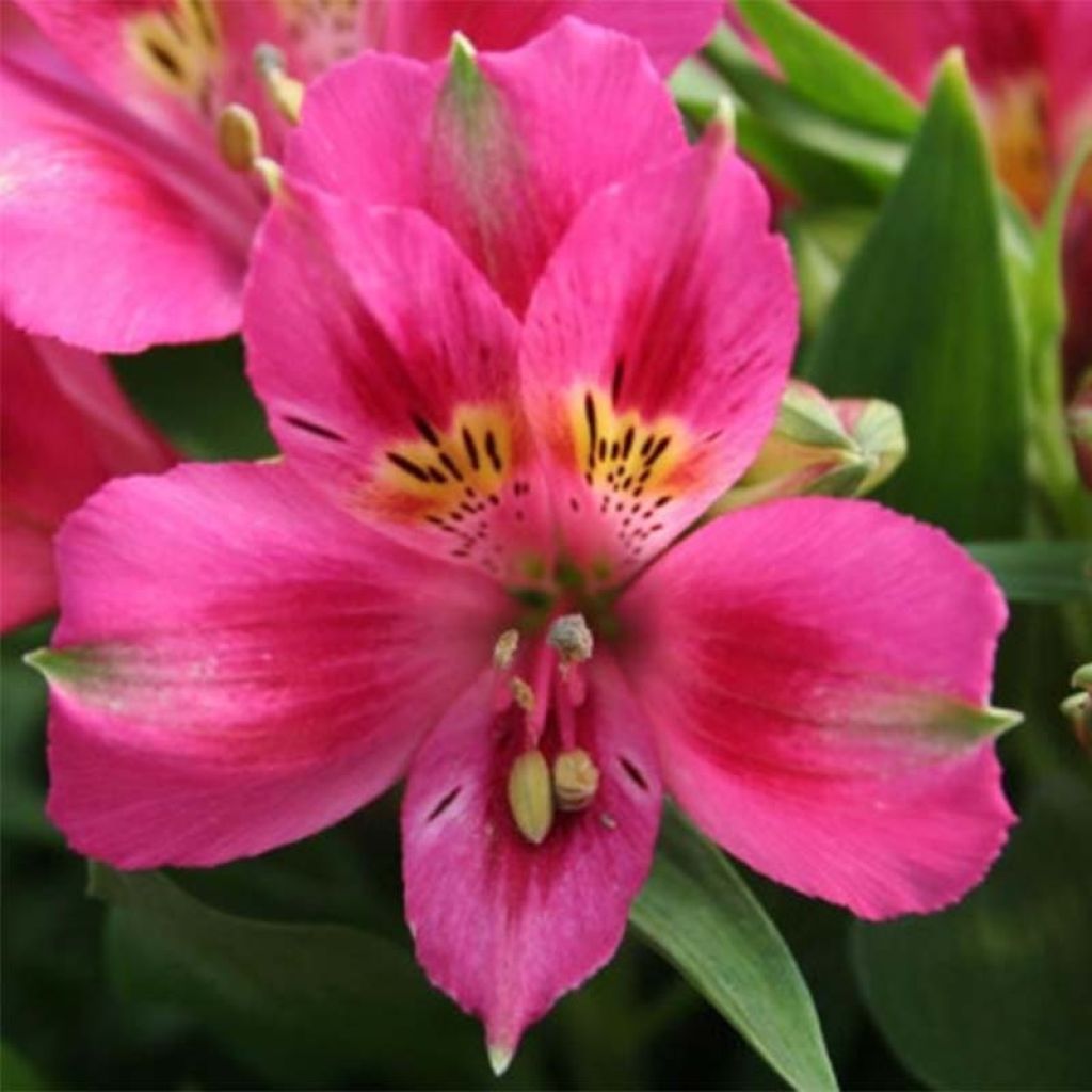 Alstroemeria Pitchounes Lola - Inkalilie