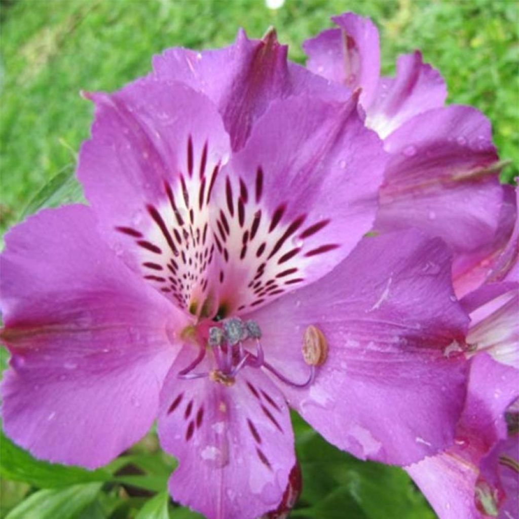 Alstroemeria Pitchounes Lucas - Inkalilie