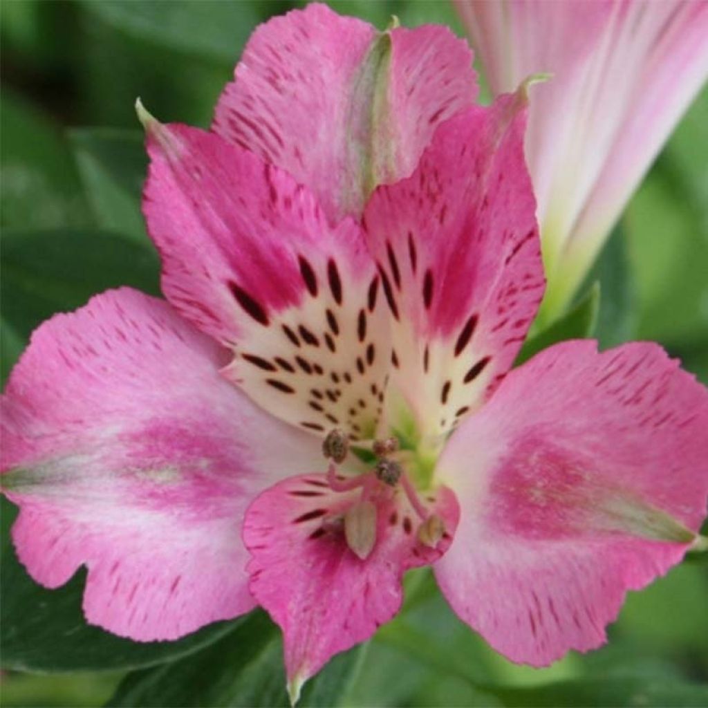 Alstroemeria Pitchounes Rosie - Inkalilie