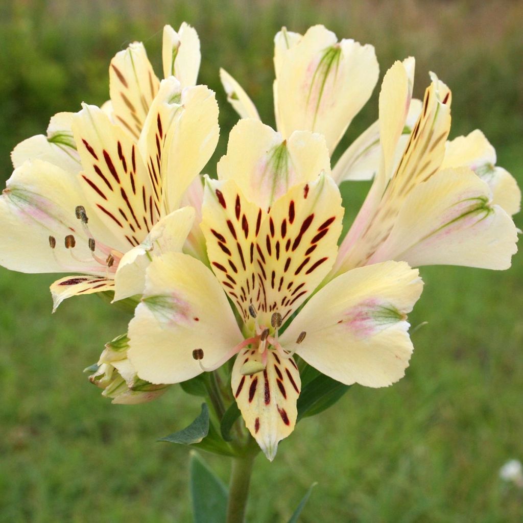 Alstroemeria Pitchounes Noah - Inkalilie