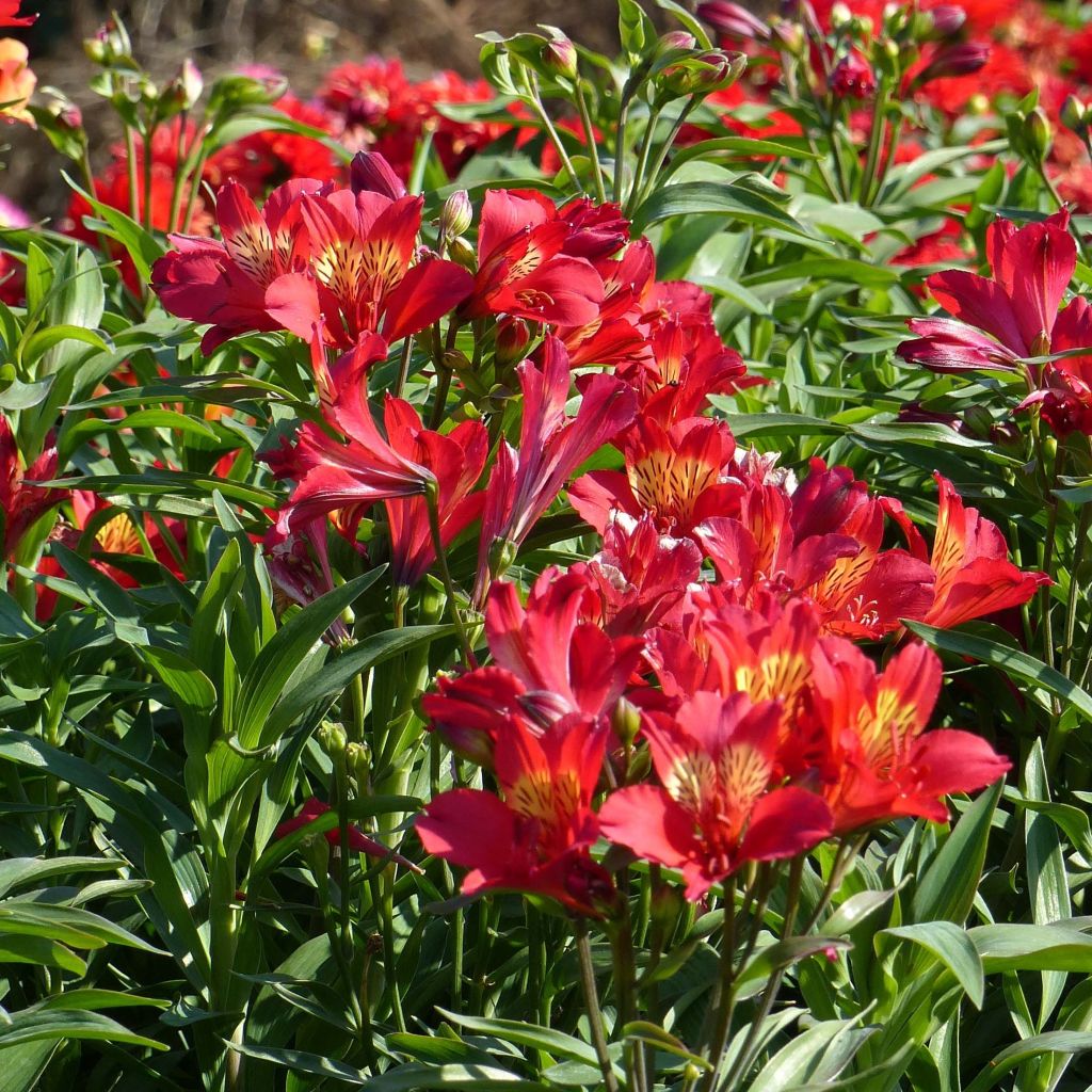 Alstroemeria Summer Paradise Summer Red - Inkalilie