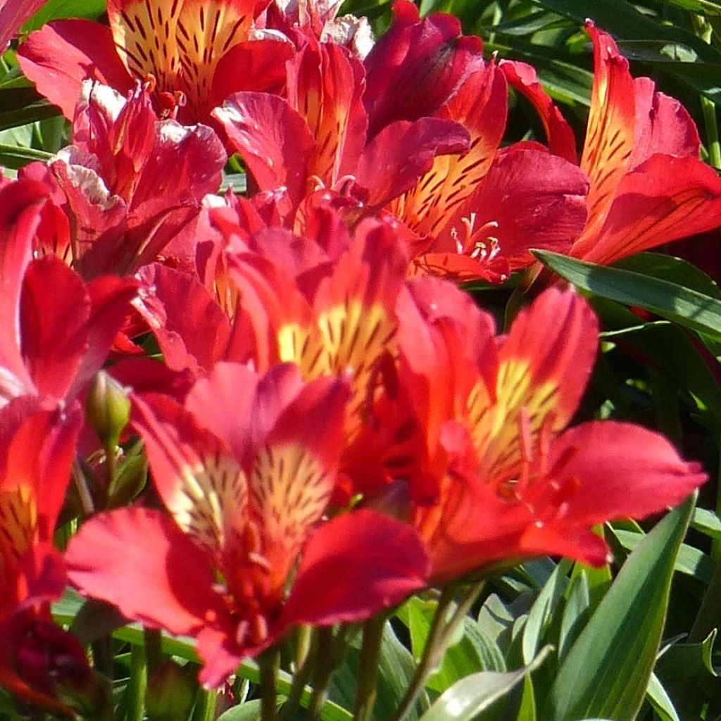 Alstroemeria Summer Paradise Summer Red - Inkalilie