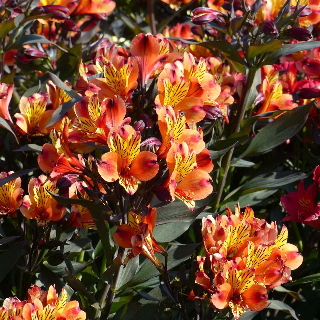 Alstroemeria Indian Summer - Inkalilie