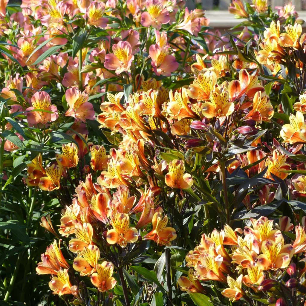 Alstroemeria Indian Summer - Inkalilie