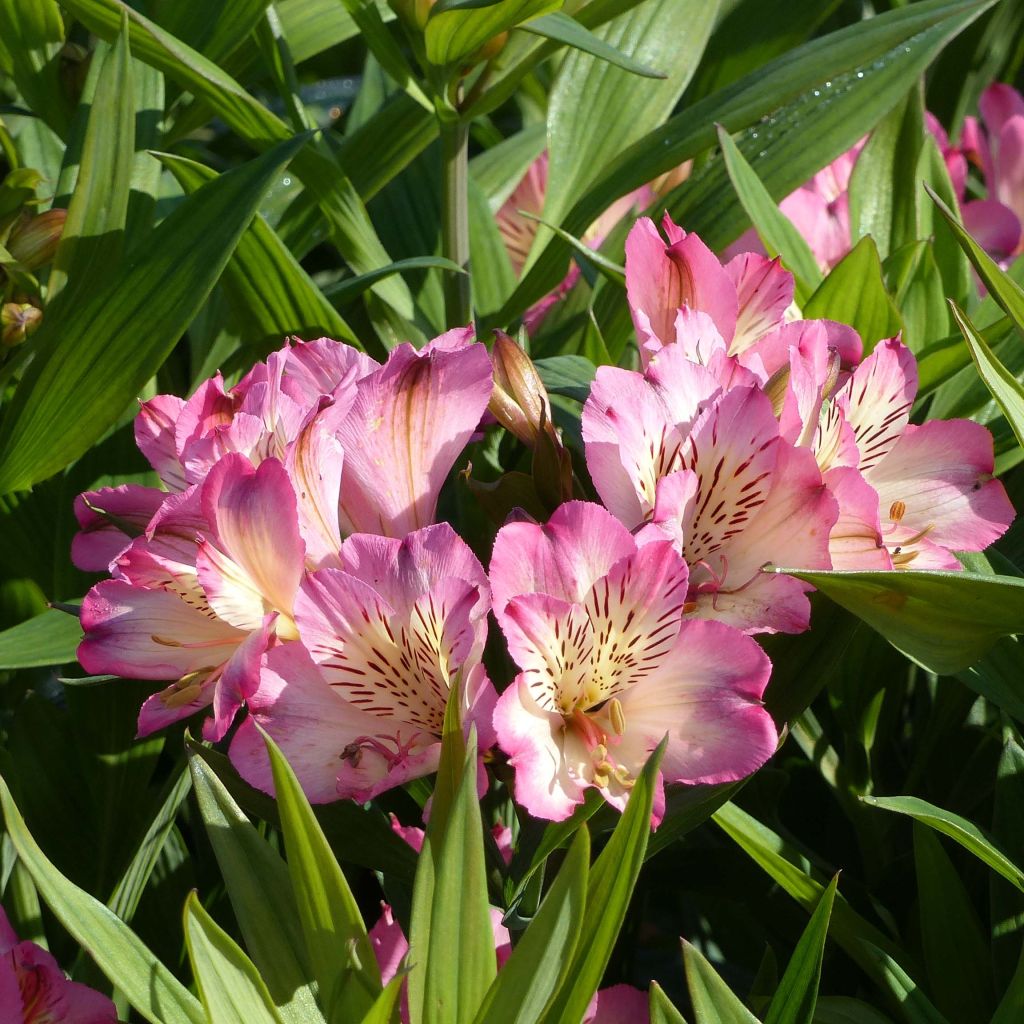 Alstroemeria Summer Paradise Summer Break - Inkalilie