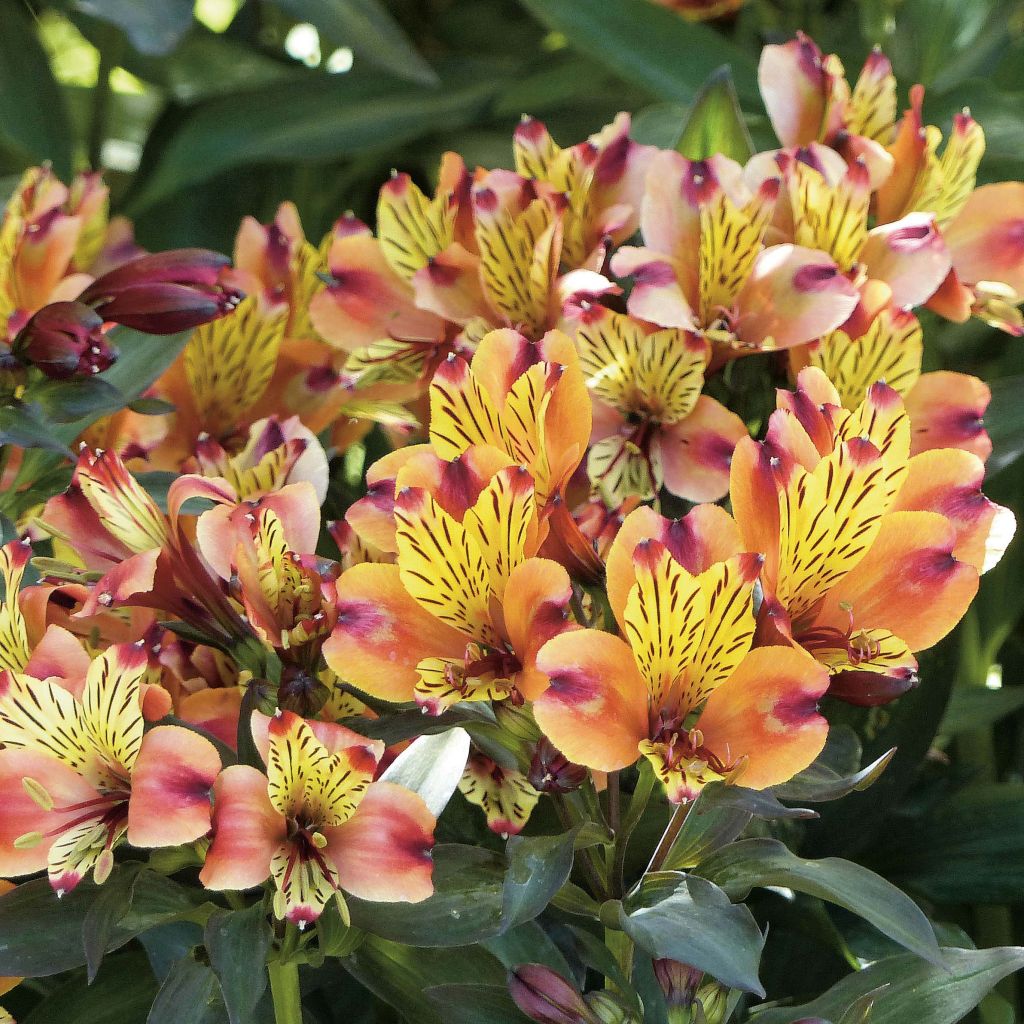 Alstroemeria Indian Summer - Inkalilie