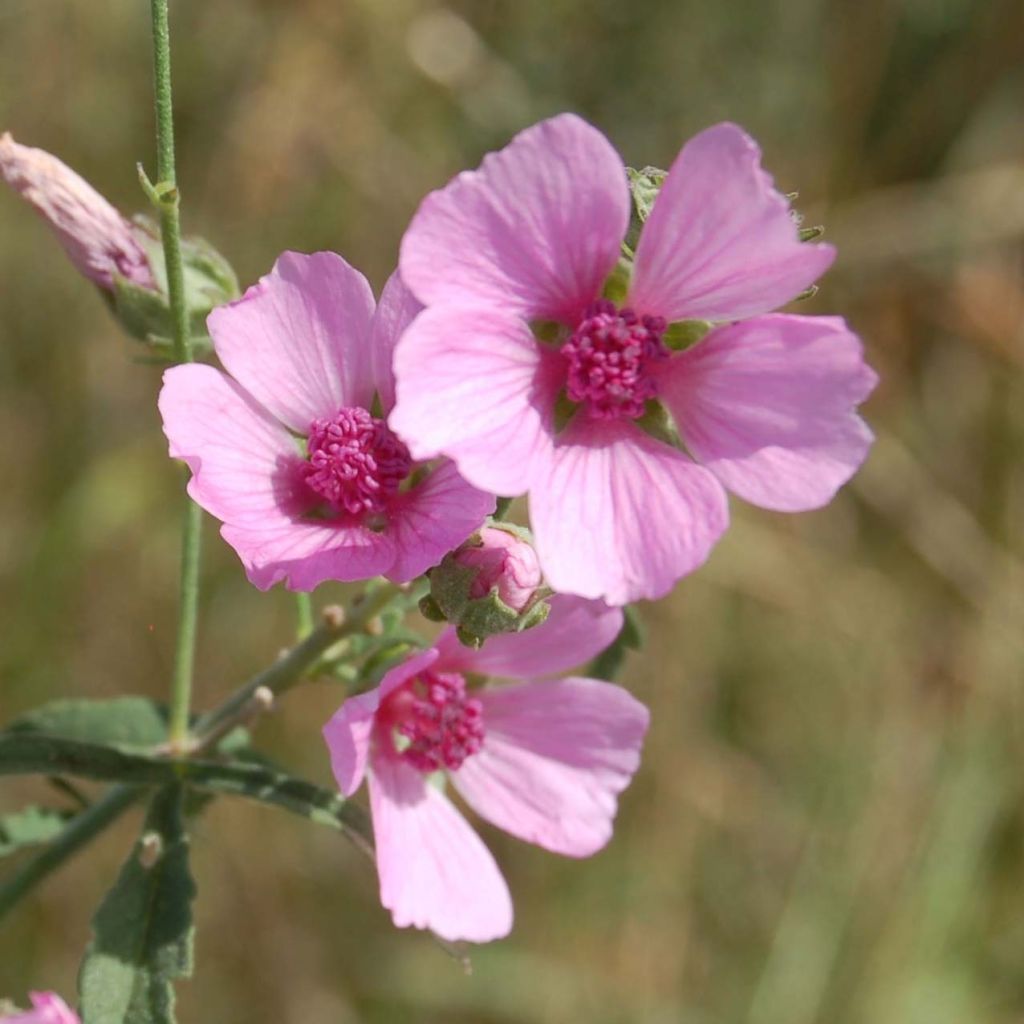 Althaea cannabina - Hanf-Stockmalve