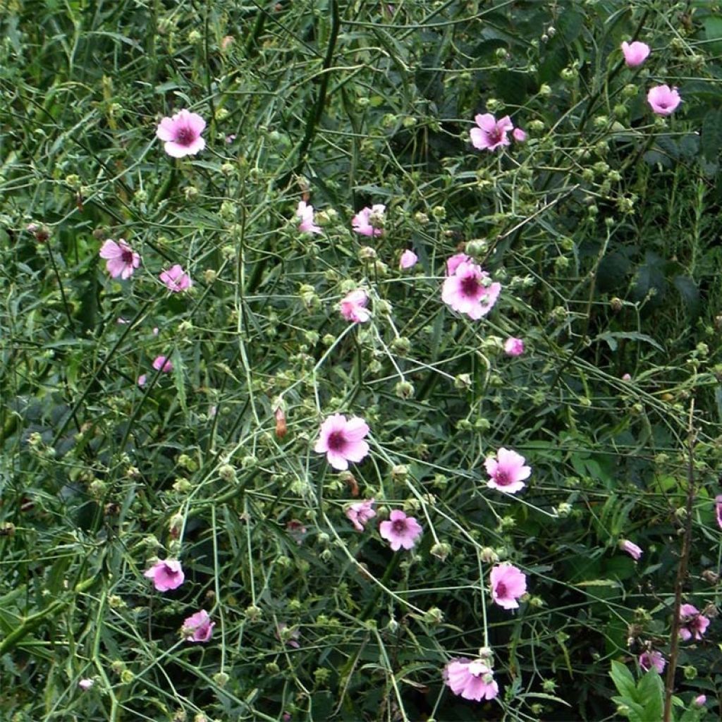 Althaea cannabina - Hanf-Stockmalve