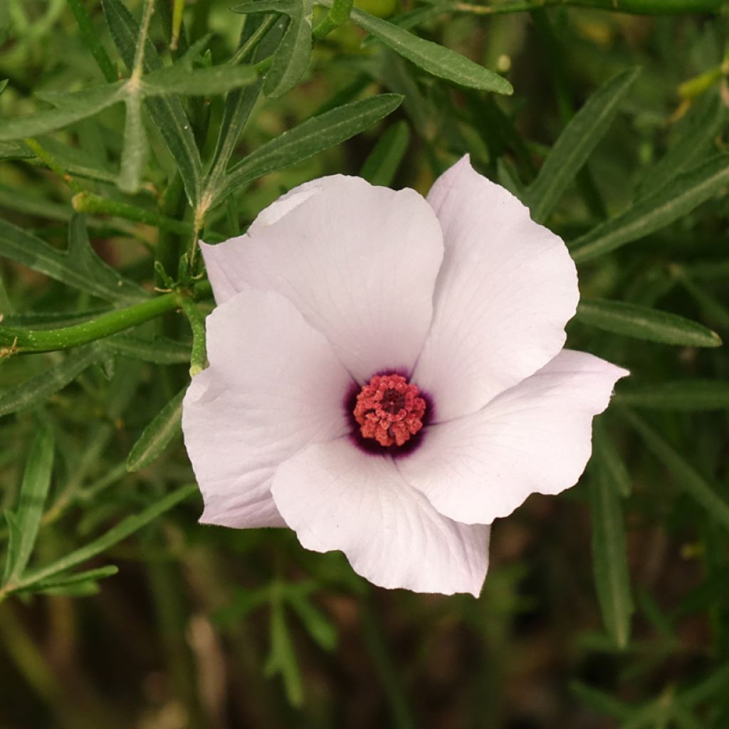 Alyogyne cuneiformis - Blauer Hibiskus