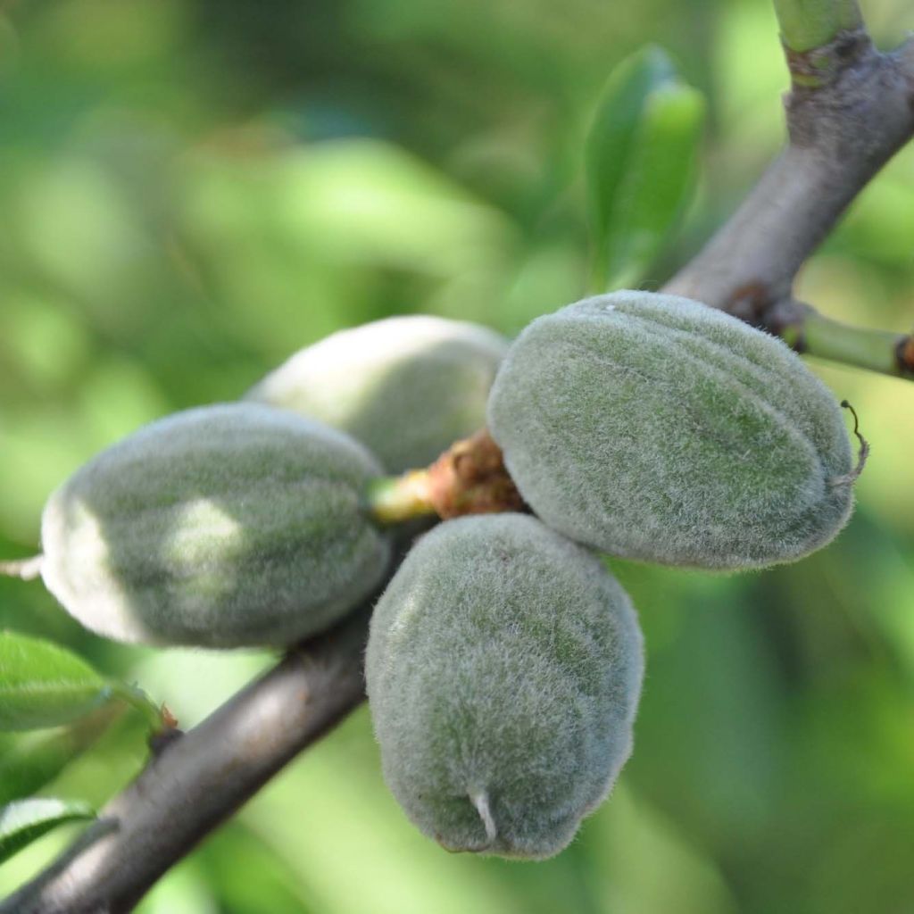 Mandelbaum Supernova - Prunus dulcis