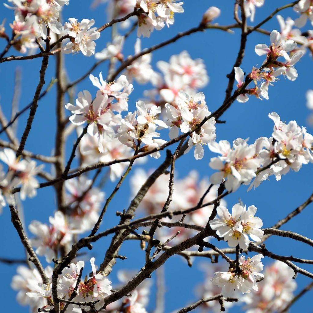 Mandelbaum Supernova - Prunus dulcis