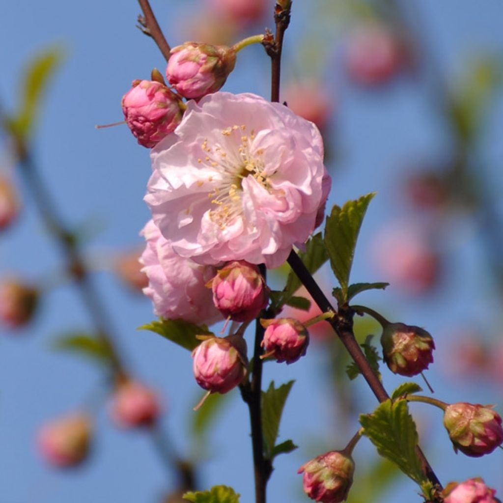 Mandelbaum Texas - Prunus dulcis