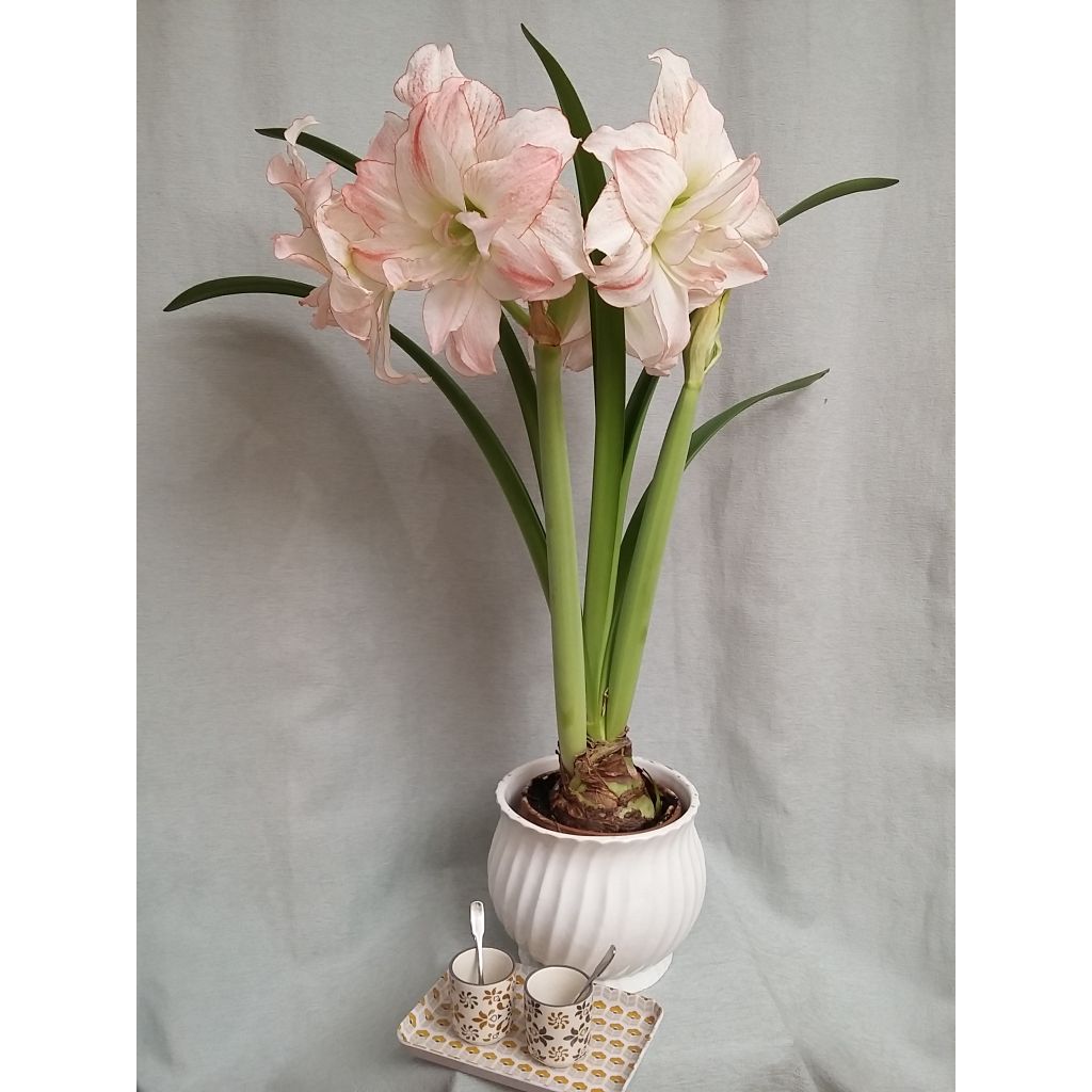 Hippeastrum Double Aphrodite (Birne) - Ritterstern