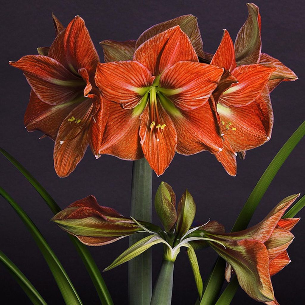 Hippeastrum Terra Cotta - Ritterstern