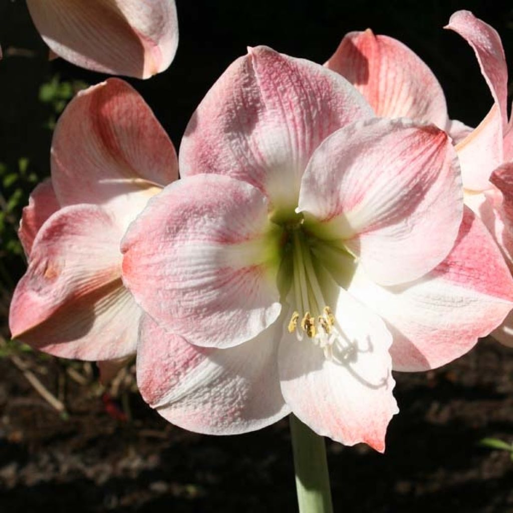 Hippeastrum Apple Blossom - Ritterstern