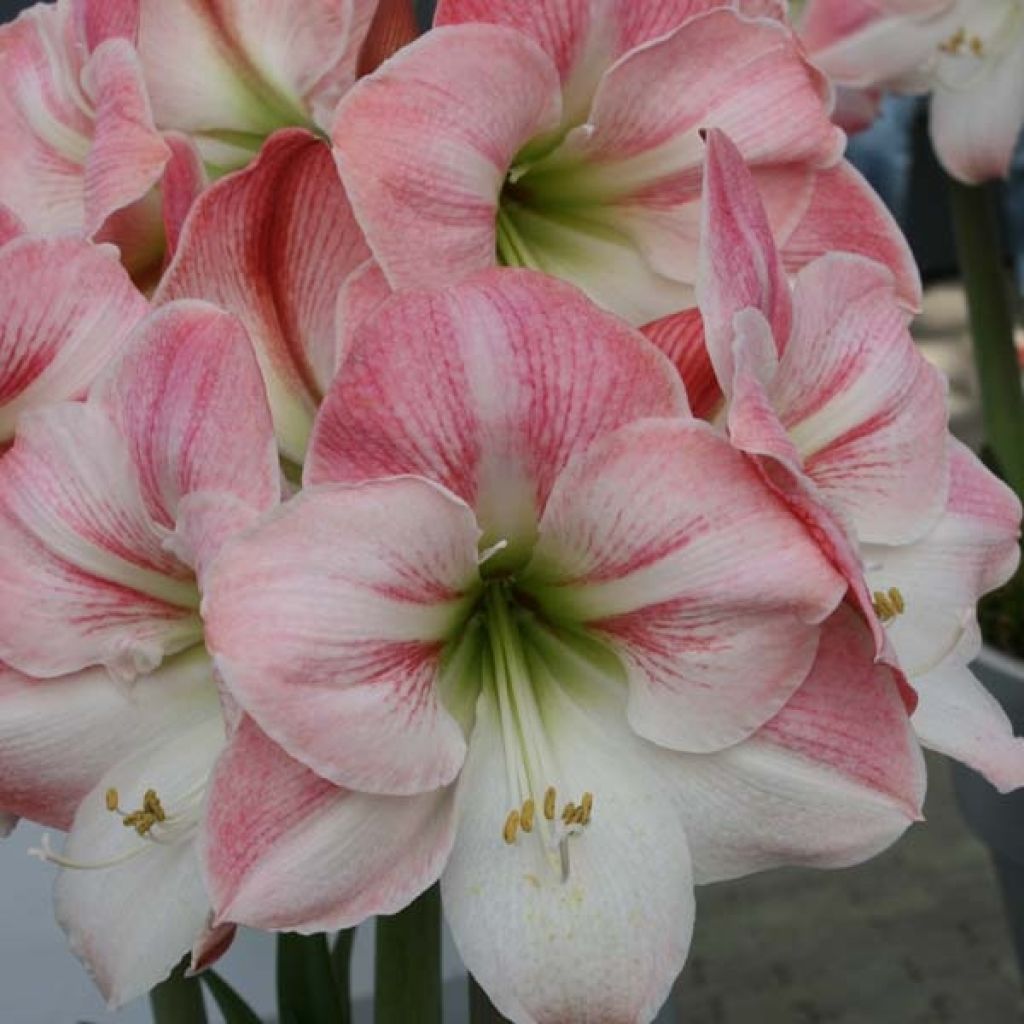 Amaryllis Apple Blossom