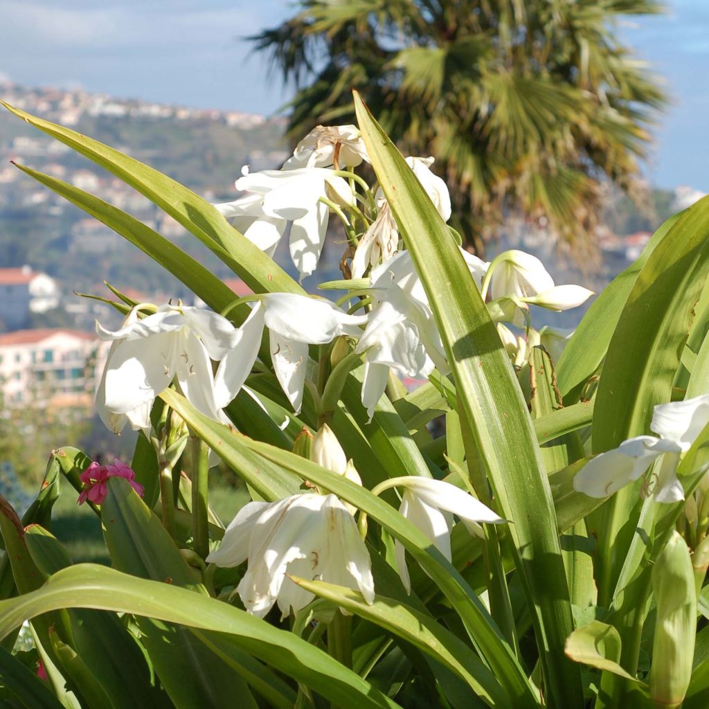 Amaryllis belladonna Alba en bulbe