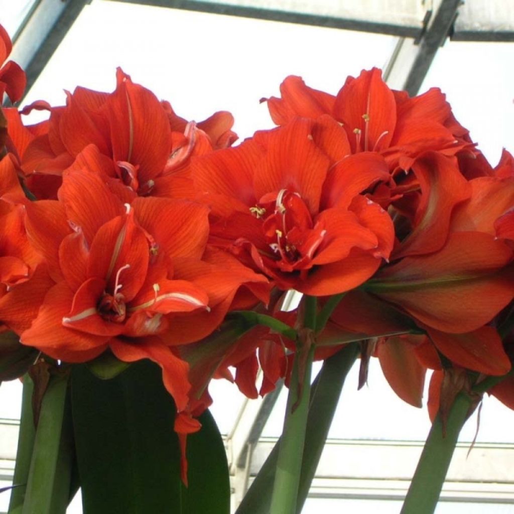 Hippeastrum Celica - Ritterstern