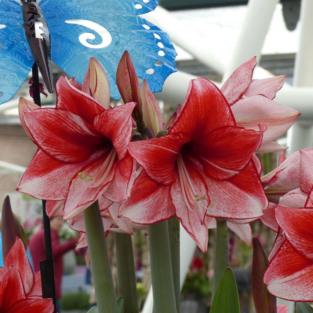 Hippeastrum Hippeastrum charisma - Ritterstern