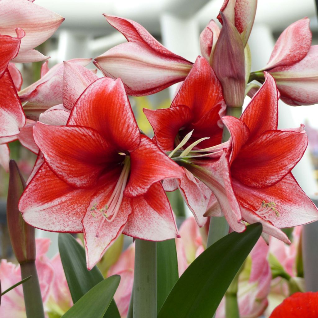 Hippeastrum Hippeastrum charisma - Ritterstern