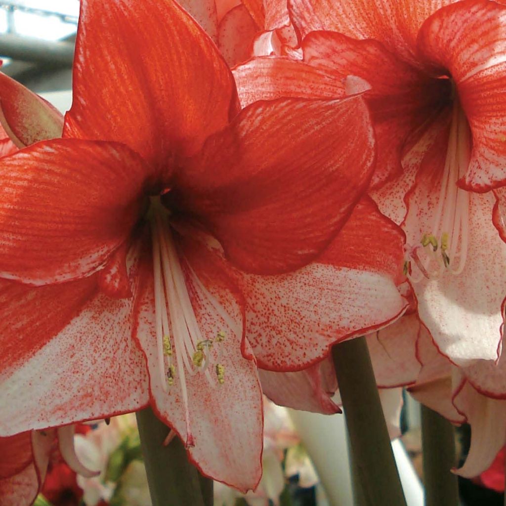 Hippeastrum Hippeastrum charisma - Ritterstern