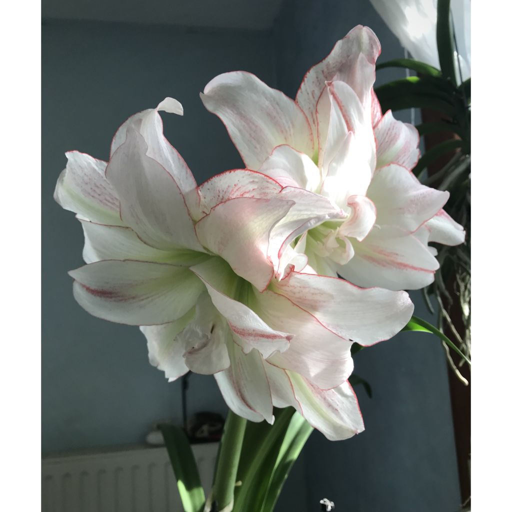 Hippeastrum Double Aphrodite - Ritterstern