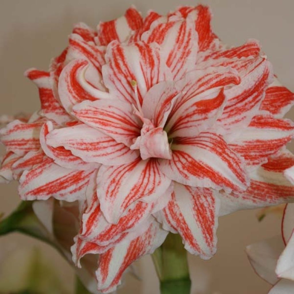 Hippeastrum Dancing Queen - Ritterstern