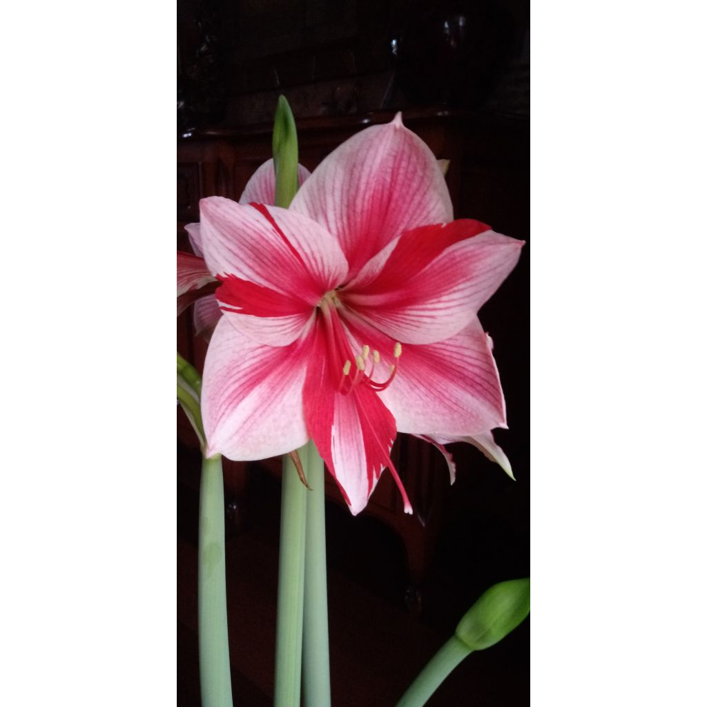 Hippeastrum Gervase - Ritterstern