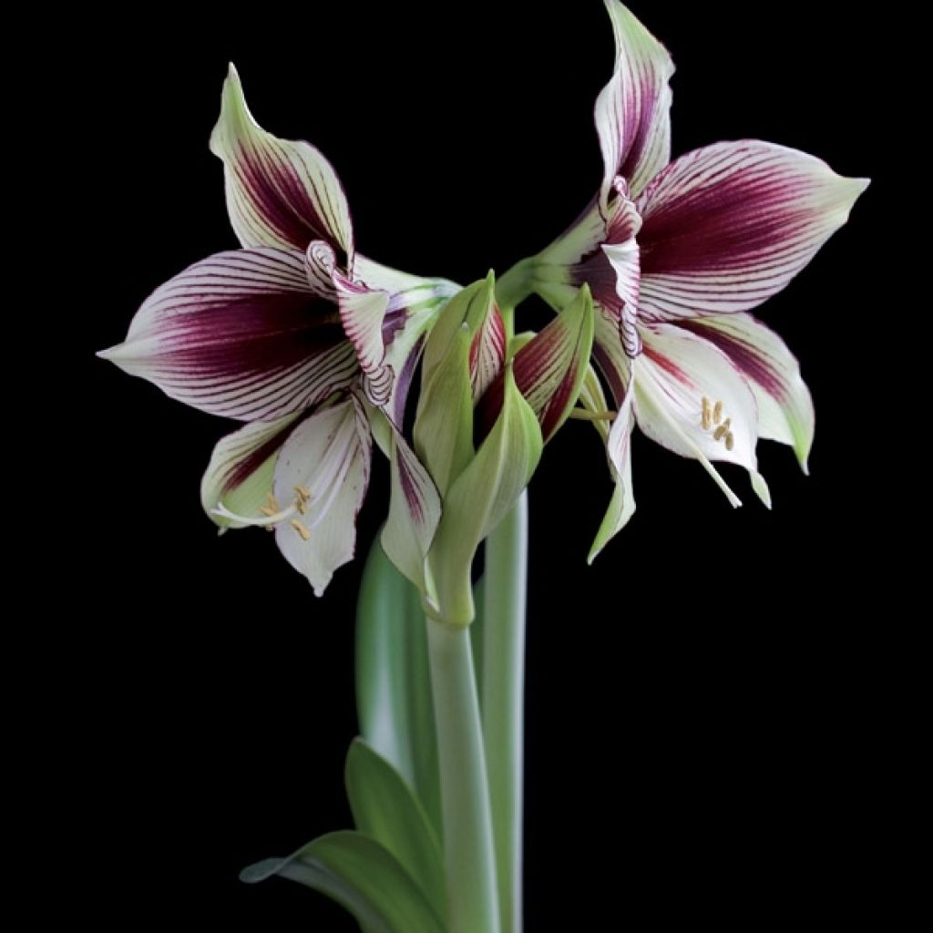 Hippeastrum Papilio - Ritterstern