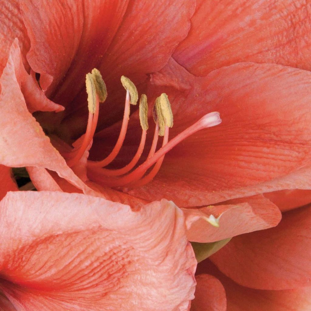 Hippeastrum Rilona - Ritterstern