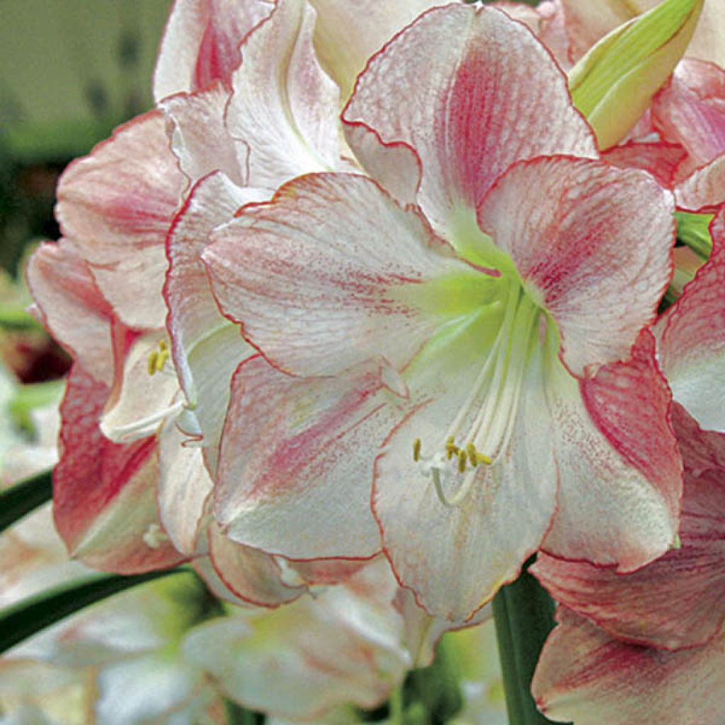 Hippeastrum San Remo - Ritterstern